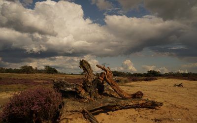 Gezond bewegen in de natuur. Maar waarom en hoe dan?