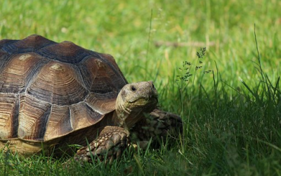 Hoe vertragen de nieuwe vorm van versnellen is geworden